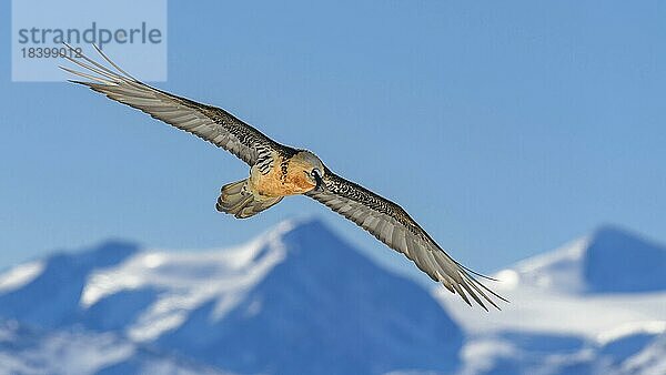 Bartgeier (Gypaetus barbatus)  im Flug über eine Hochgebirgslandschaft  Wallis  Schweiz  Europa