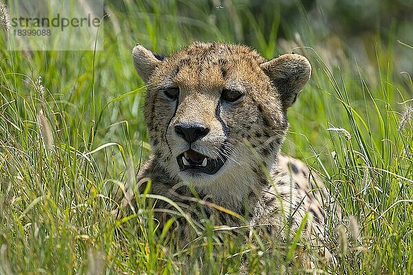 Gepard (Acinonyx jubatus)  Tierportrait  Serengeti Nationalpark  Tansania  Afrika