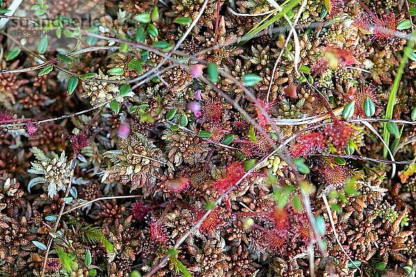 Rundblättriger Sonnentau (Drosera rotundifolia)  mehrere Pflanzen wachsen zwischen Torfmoos (Sphagnum)  Nationalpark Schwarzwald  Baden-Würtemberg  Deutschland  Europa