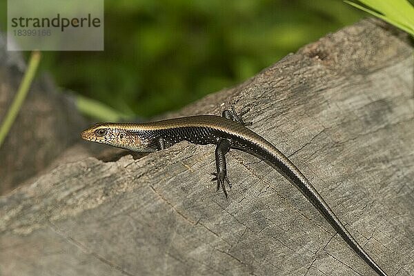 Vielstreifenmabuye (Mabuya multifasciata)  Mekong Gebiet  Isaan  Bezirk Ubon Ratchathani  Thailand  Asien