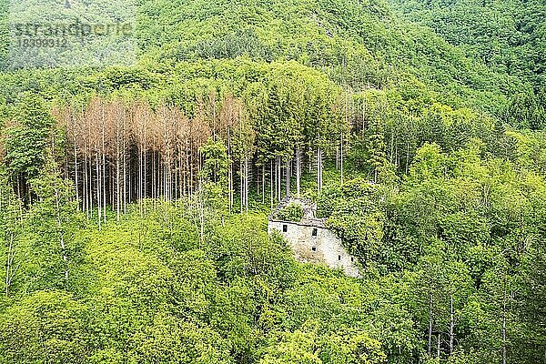 Waldgebiet mit sterbenden Nadelbäumen  Waldsterben im Nationalpark  Parco nazionale delle Foreste Casentinesi  Monte Falterona e Campigna bei Portico e San Benedetto  Emilia-Romagna  Italien  Europa