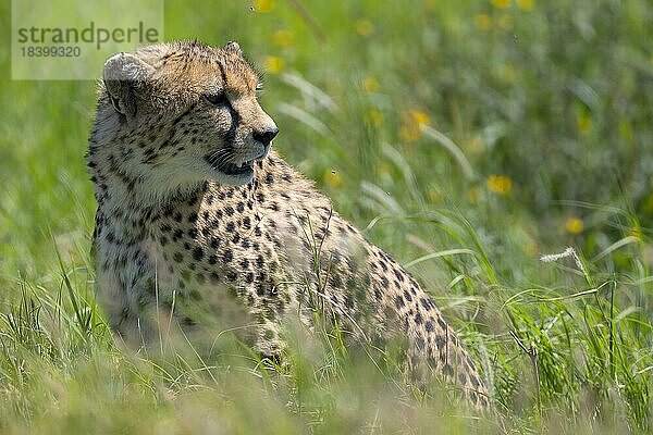 Gepard (Acinonyx jubatus)  Tierportrait  Serengeti Nationalpark  Tansania  Afrika