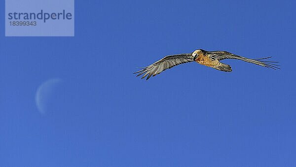 Bartgeier (Gypaetus barbatus)  im Flug mit Mond  blauer Himmel  Wallis  Schweiz  Europa