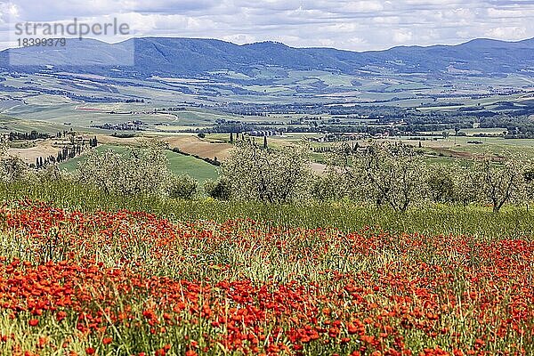 Landschaft mit Mohn und Olivenbäumen  San Quirico dOrcia  Toskana  Italien  Europa