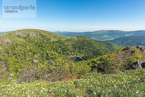 Daffodils auf den Gipfeln der Vogesen über dem Münstertal im Frühling. Elsass