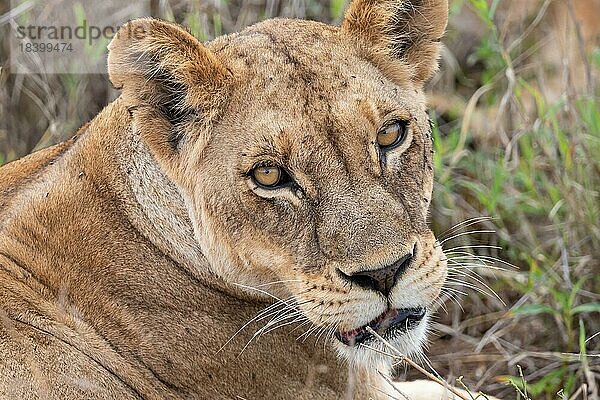 Löwin  Tierportrait  Taita Hills Wildlife Sanctuary  Kenia  Afrika