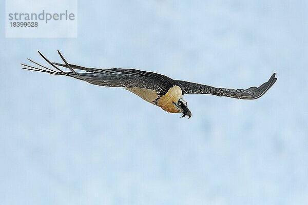 Bartgeier (Gypaetus barbatus)  im Flug über ein Schneefeld  Alpen  Wallis  Schweiz  Europa