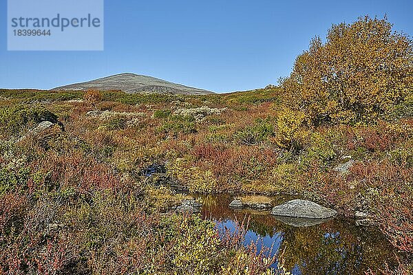 Dovrefjell Nationalpark im Herbst  Berg  Birke  Oppdal  Norwegen  Europa