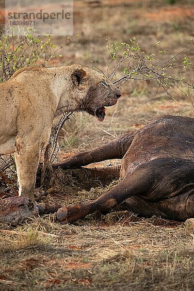 Ein Löwe frisst einen zuvor gejagten Wasserbüffel in der Savanne. Schöne detaillierte Aufnahme eines weiblichen Löwen im Tsavo East National Park  Kenia  Ostafrika  Afrika