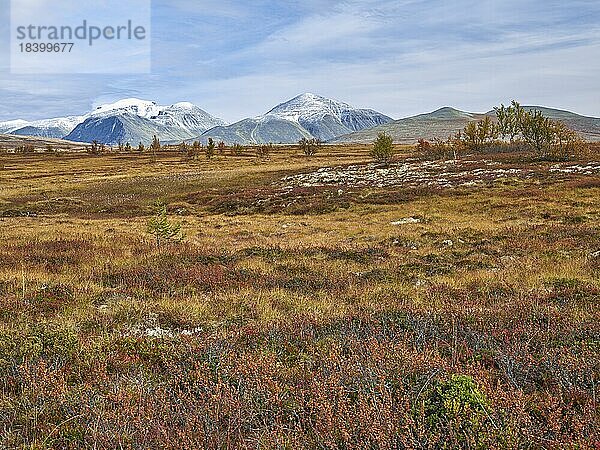Herbstliche Landschaft im Rondane Nationalpark  Tundra  verschneite Gipfel im Hintergrund  Oppland  Norwegen  Europa