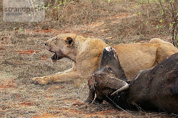 Löwin frisst einen gejagten Wasserbüffel in der Savanne  Tsavo East National Park  Kenia  Ostafrika  Afrika