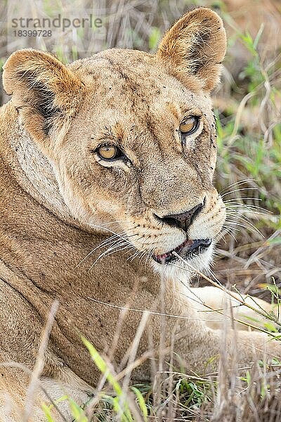 Löwin  Tierportrait  Taita Hills Wildlife Sanctuary  Kenia  Afrika