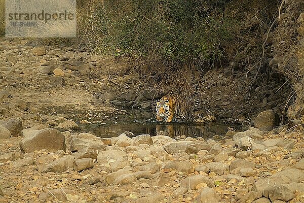 Tiger (Panthera tigris) geht durch Wasser. Der Schwanz ist gehoben und der Blick des wilden Tieres intensiv. Ranthambore National Park  Rajasthan  Indien  Asien