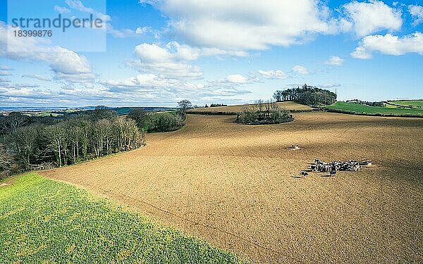 Kühe auf Feldern und Ackerland in Devon aus einer Drohne  Englisches Dorf  England  Großbritannien  Europa