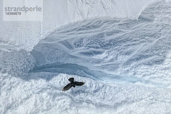 Alpendohle (Pyrrhocorax graculus)  fliegt an einer struktuierten Schneewächte in einer Eis und Schneelandschaft  Gemmi  Wallis  Schweiz  Europa