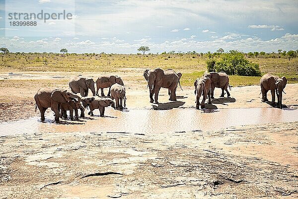 Elefantenherde am Wasserloch in der Savanne Ostafrikas  rote Elefanten im Gen des Tsavo-West-Nationalparks  Kenia  Afrika