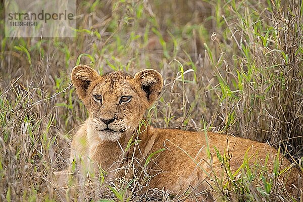 Löwenjunges liegt im Gras  Taita Hills Wildlife Sanctuary  Kenia  Afrika