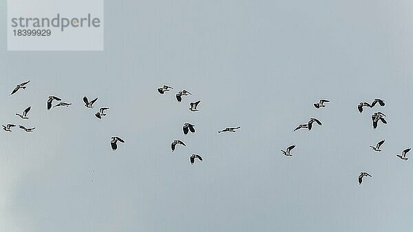 Kiebitz (Vanellus vanellus)  Vögel im Murschland während des Winterzuges