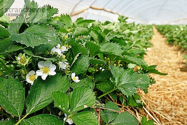 Blühende Erdbeerfruchtpflanzen mit weißen Blüten unter einem Tunnelkuppelgewächshaus