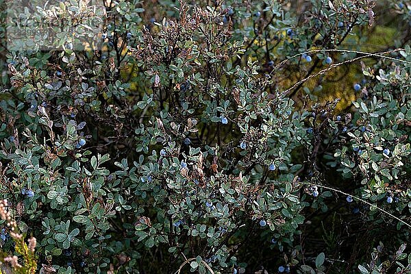 Rauschbeere (Vaccinium uliginosum)  großer Bestand mit vielen reifen Beeren  Moor Naturschutzgebiet Kendlmühlfilzen  Bayern  Deutschland  Europa