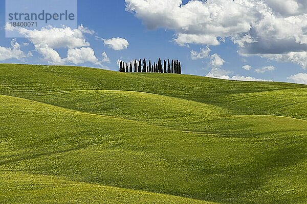 Zypressenwäldchen  die Zypressen mitten im Getreidefeld sind ein beliebtes Postkartenmotiv der Toskana  San Quirico dOrcia  Provinz Siena  Italien  Europa