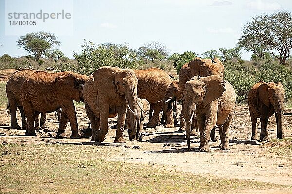 Elefantenherde in der Savanne Ostafrikas  rote Elefanten im Gen des Tsavo West Nationalparks  Kenia  Afrika