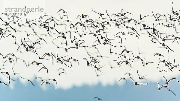 Kiebitzregenpfeifer (Pluvialis squatarola)  Vögel im Flug während des Winterzuges