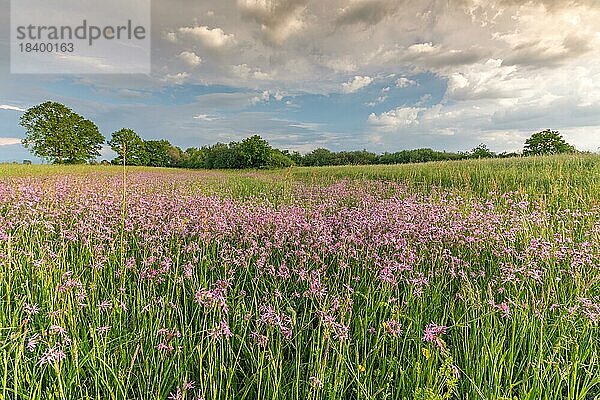 Blooming natural meadow in a central European plain in spring. Elsass  Frankreich  Europa