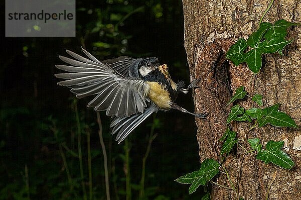 Great tit (Parus major) arriving in flight near his nest in a forest. Elsass  Frankreich  Europa