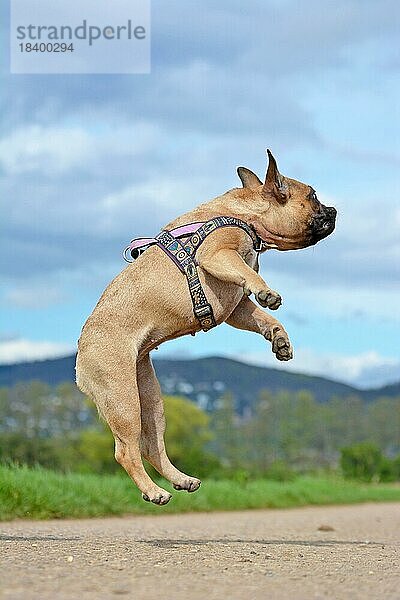 Athletische gesunde fawn französische Bulldogge Hund springt hoch zu fangen ein Spielzeug während des Spiels fetch vor blauem Himmel
