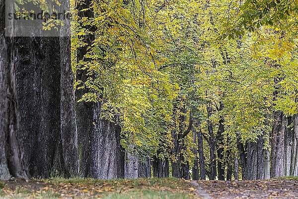 Herbst im Rosensteinpark  Allee mit Kastanienbäumen in bunten Herbstfarben  Stuttgart  Baden-Württemberg  Deutschland  Europa
