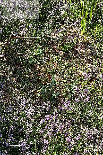 Gewöhnliche Moosbeere (Vaccinium oxycoccos)  wächst neben Besenheide (Calluna vulgaris) und Torfmoos (Sphagnum) im Moor  Naturschutzgebiet Kendlmühlfilzen  Bayern  Deutschland  Europa