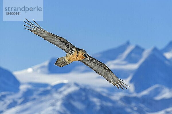 Bartgeier (Gypaetus barbatus)  im Flug über eine Hochgebirgslandschaft  Wallis  Schweiz  Europa