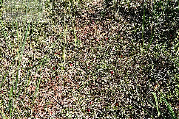 Gewöhnliche Moosbeere (Vaccinium oxycoccos)  reife Früchte am Ast über Torfmoos (Sphagnum) im Moor  Naturschutzgebiet Kendlmühlfilzen  Bayern  Deutschland  Europa