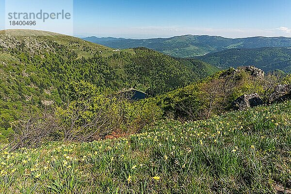 Daffodils auf den Gipfeln der Vogesen über dem Münstertal im Frühling. Elsass