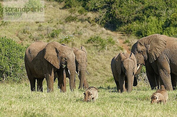 Afrikanische Elefanten (Loxodonta africana)  Herde mit Jungtieren bei der Grasfütterung  zwei Warzenschweine im Vordergrund  Addo Elephant National Park  Ostkap  Südafrika