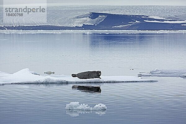 Bartrobbe (Erignathus barbatus)  Quadratflossenrobbe ruhend auf einer Eisscholle im Arktischen Ozean bei Svalbard  Spitzbergen  Norwegen  Europa