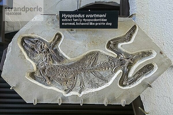 Kemmerer  Wyoming  Fossil Butte National Monument. Das Fossil eines ausgestorbenen präriehundähnlichen Säugetiers (Hyopsodus wortmani) gehört zu den Fossilien  die im Besucherzentrum ausgestellt sind. Aus dem Fossil Lake  der das Gebiet vor 52 Millionen Jahren bedeckte  wurden zahlreiche Fossilien von Fischen und anderen Pflanzen und Tieren geborgen