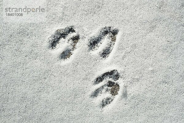 Nahaufnahme von Fußabdrücken  Hufabdrücken von Rehen (Capreolus capreolus) im Schnee im Winter