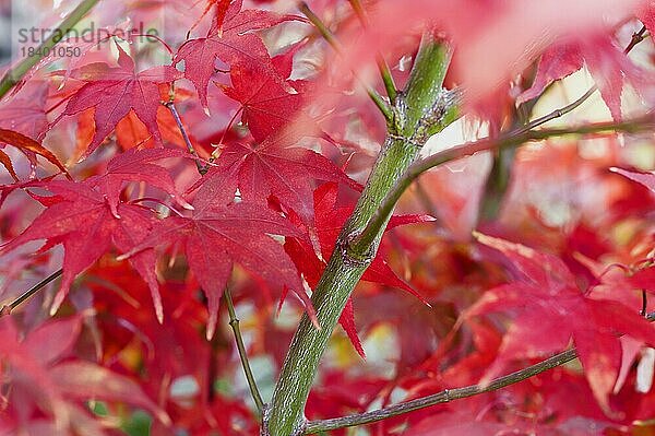 (Acer palmatum) Osakazuki  leuchtend rot in voller Herbstpracht