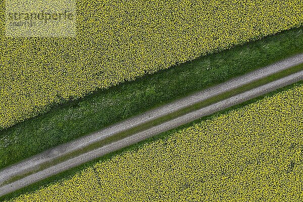 Luftaufnahme über Ackerland mit unbefestigtem Weg  Traktorspur durch blühendes Rapsfeld (Brassica napus) im Frühjahr