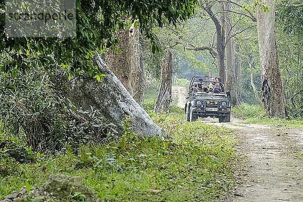 Safarijeep auf einer Schotterstraße durch den Wald im Kaziranga Nationalpark  Assam  Indien  Asien