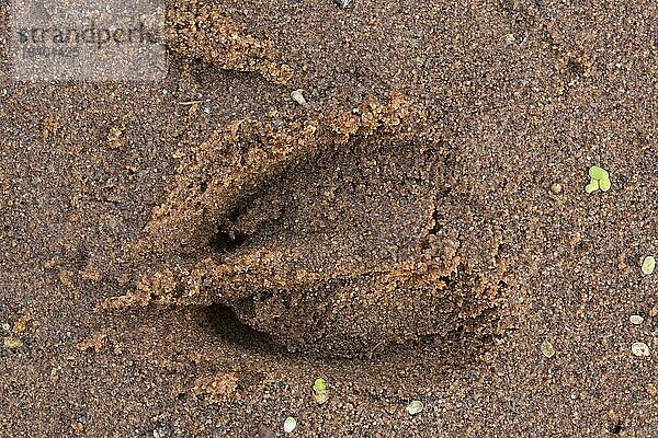 Reh (Capreolus capreolus) Nahaufnahme eines Fußabdrucks  Spuren im nassen Sand