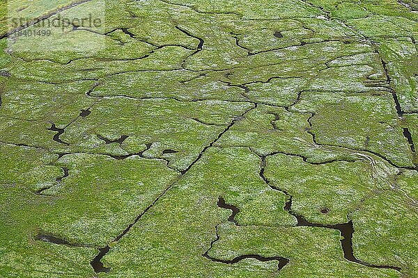 Luftaufnahme über die Salzwiesen des Nationalparks Wattenmeer  Nordfriesland  Schleswig Holstein  Deutschland  Europa
