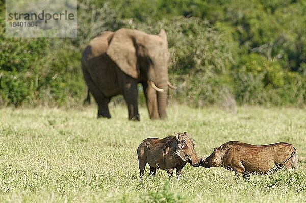 Eigentliche Warzenschweine (Phacochoerus africanus)  zwei erwachsene Tiere  Schnauze an Schnauze  messen sich gegenseitig im Grasland  ein erwachsener afrikanischer Elefant im Rücken  Addo Elephant National Park  Ostkap  Südafrika