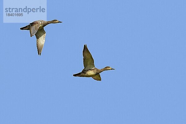 Zwei Männchen der Schnatterente (Mareca strepera) im Flug vor blauem Himmel