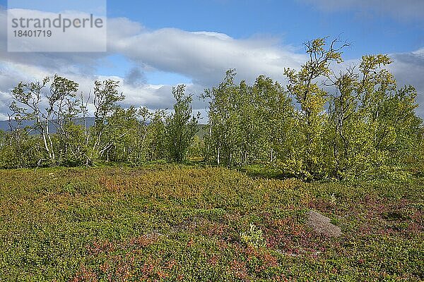 Baumreihe im Abisko Nationalpark  Lappland  Schweden  Europa