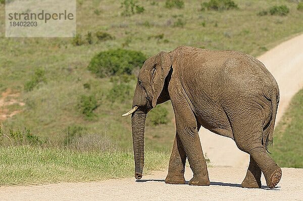 Afrikanischer Elefant (Loxodonta africana)  erwachsen  beim Überqueren einer unbefestigten Straße  Addo Elephant National Park  Ostkap  Südafrika