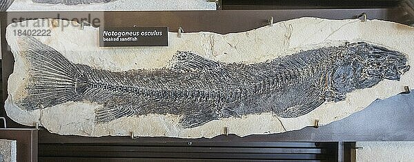 Kemmerer  Wyoming  Fossil Butte National Monument. Das Fossil eines Schnabel Sandfisches (Notogoneus osculus) ist eines der Fossilien  die im Besucherzentrum ausgestellt sind. Aus dem Fossil Lake  der das Gebiet vor 52 Millionen Jahren bedeckte  wurden zahlreiche Fossilien von Fischen und anderen Tier und Pflanzenarten geborgen