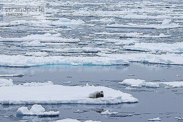 Bartrobbe (Erignathus barbatus) ruhend auf einer Eisscholle an der Küste von Svalbard  Spitzbergen